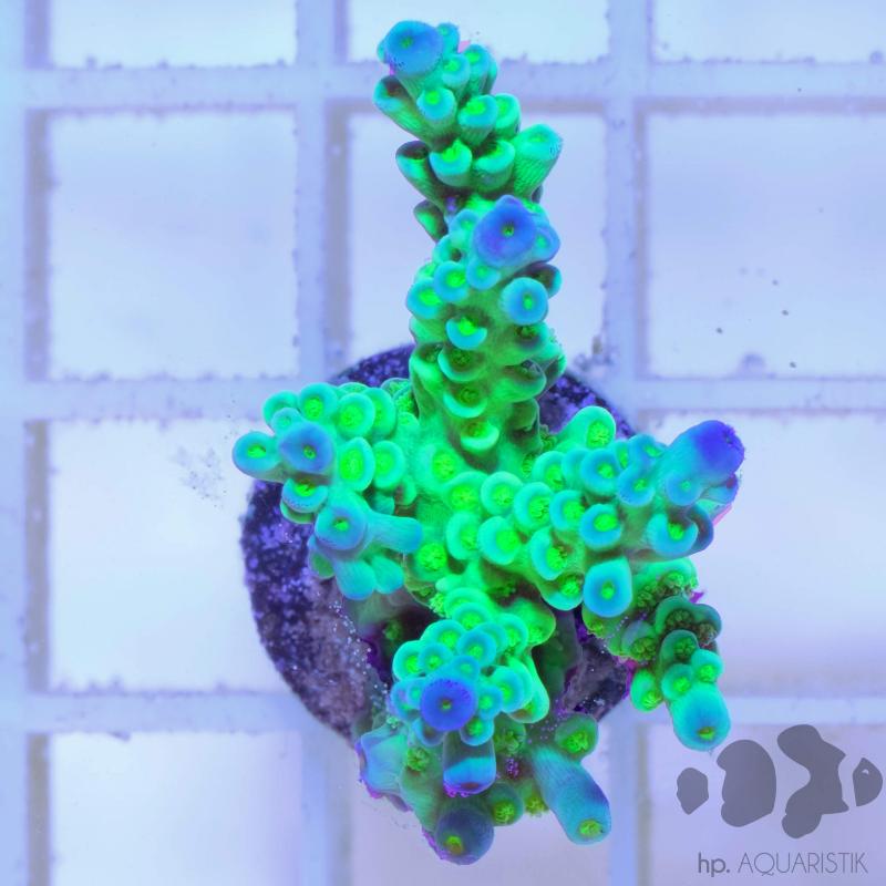 Acropora Tenuis ultra - Steinkoralle